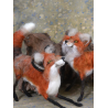 Supply Pack Fox Level 3