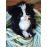 Supply Pack - Fuzzy Kitten